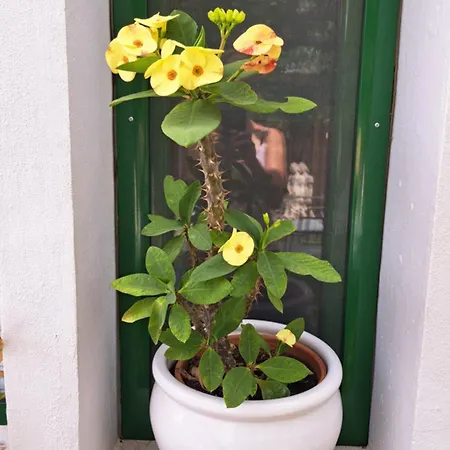 Kır Evi Casa Santana Segura Tejeda (Gran Canaria)